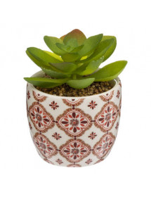 Plante grasse Atmosphera