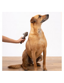 brosse carde