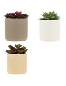 Plante grasse Nils Atmosphera