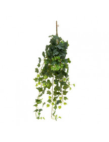 Tige tombante lierre Atmosphera