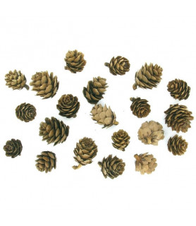 Pommes de pin naturelles de 1.5 à 3 cm x20