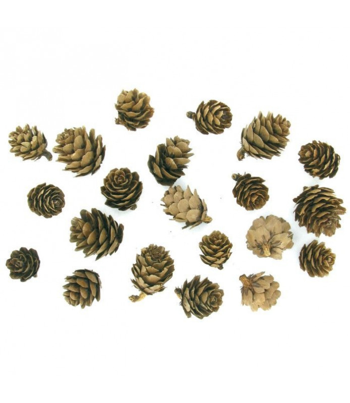 Pommes de pin naturelles de 1.5 à 3 cm x20