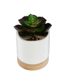 Succulente En Céramique Bois